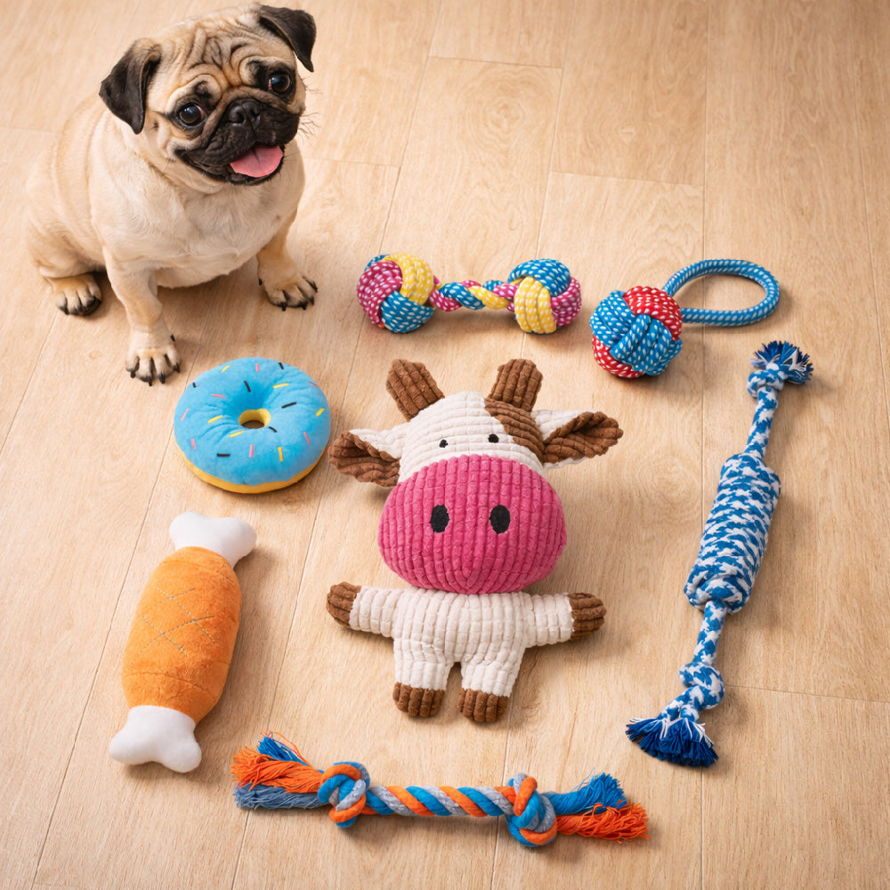 Pug dog with colorful dog toys on a wooden floor